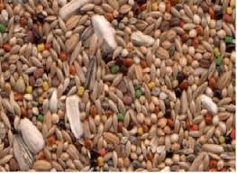 Mistura de Sementes para Trinca-Ferro 1Kg
